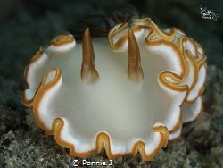 Glossodoris sp.

The salted egg by Ponnie J 